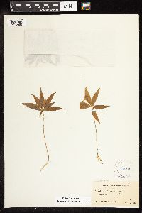 Lysimachia borealis image