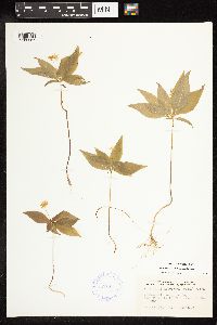 Lysimachia borealis image