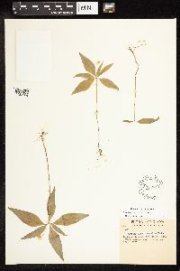 Lysimachia borealis image