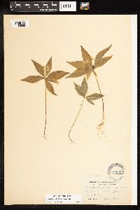 Lysimachia borealis image