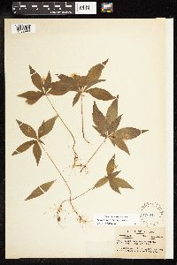 Lysimachia borealis image