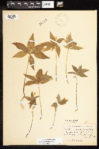 Lysimachia borealis image