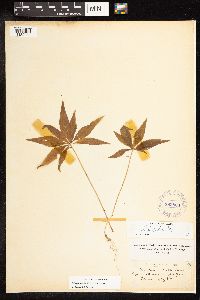 Lysimachia borealis image