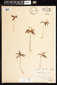 Lysimachia borealis image