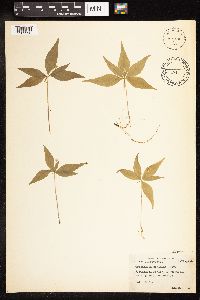 Lysimachia borealis image