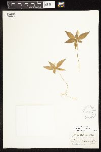 Lysimachia borealis image