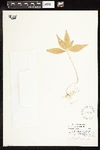 Lysimachia borealis image