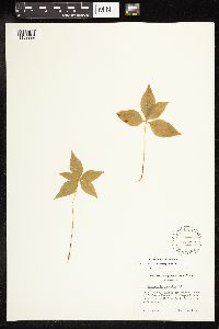Lysimachia borealis image