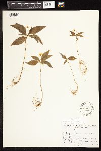 Lysimachia borealis image