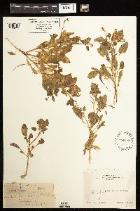 Rorippa curvisiliqua image