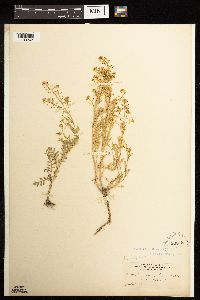 Rorippa curvisiliqua image