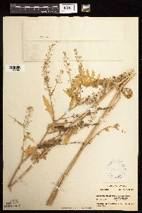 Rorippa palustris subsp. hispida image