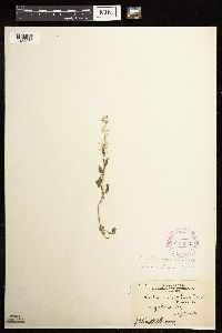 Rorippa palustris subsp. hispida image