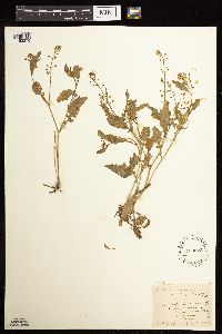 Rorippa palustris subsp. hispida image