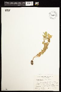 Rorippa palustris subsp. hispida image