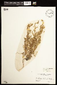 Rorippa sylvestris image