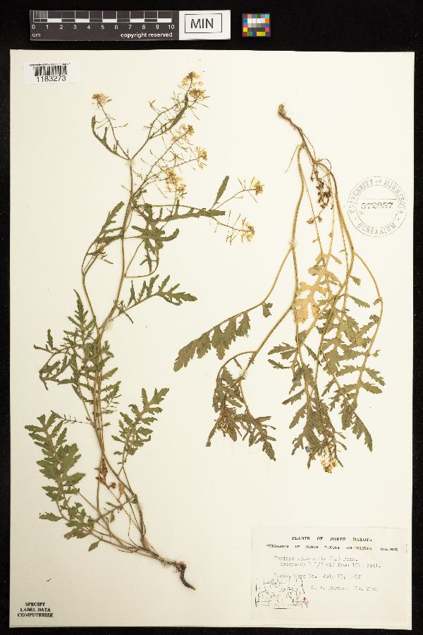 Rorippa sylvestris image