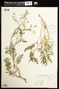 Image Associated With the Occurrence