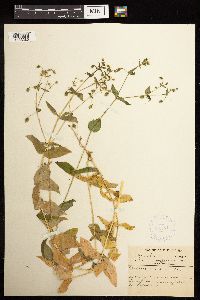 Image Associated With the Occurrence