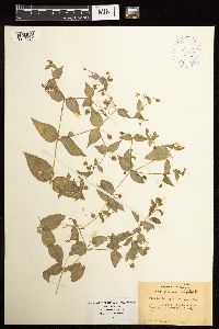 Image Associated With the Occurrence