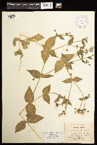 Image Associated With the Occurrence