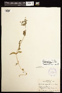 Image Associated With the Occurrence