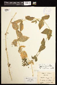 Image Associated With the Occurrence