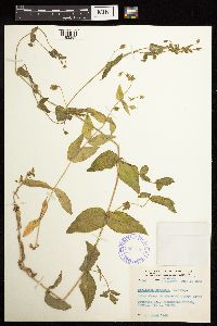 Image Associated With the Occurrence