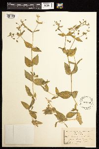 Image Associated With the Occurrence