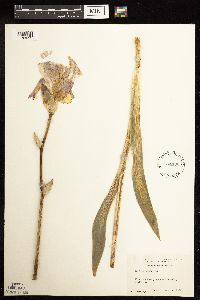 Iris germanica image