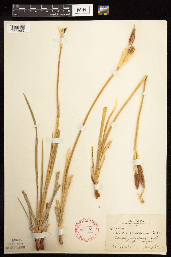 Iris missouriensis image