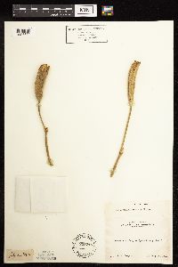 Iris missouriensis image