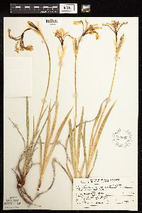 Iris missouriensis image