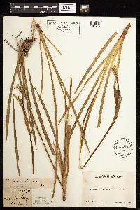 Iris missouriensis image
