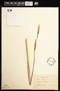 Iris missouriensis image