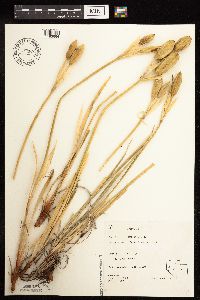 Iris missouriensis image