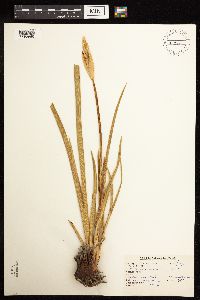 Iris missouriensis image