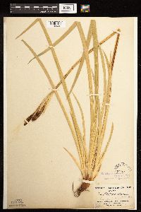 Iris missouriensis image