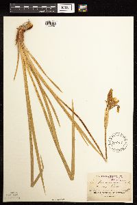 Iris missouriensis image