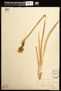Iris missouriensis image