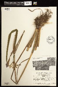 Iris virginica image