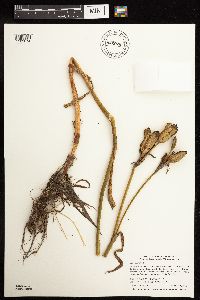 Iris versicolor image