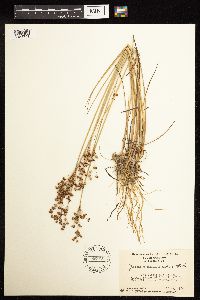 Juncus acuminatus image