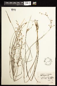Juncus acuminatus image