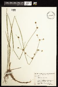 Juncus acuminatus image