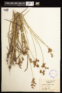 Juncus acuminatus image