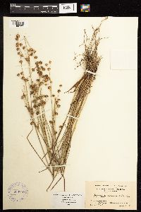 Juncus acuminatus image