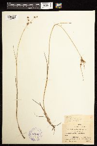 Juncus acuminatus image