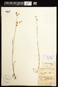 Juncus acuminatus image