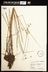 Juncus acuminatus image